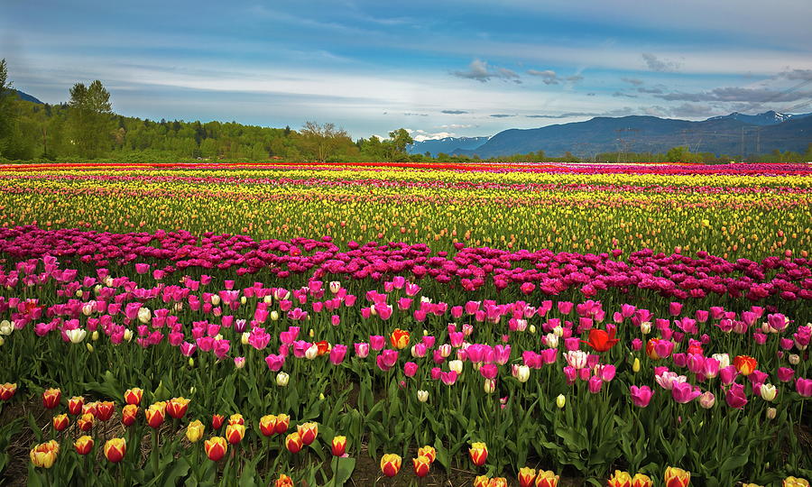 Tulip festival - field of flowers Photograph by Alex Lyubar