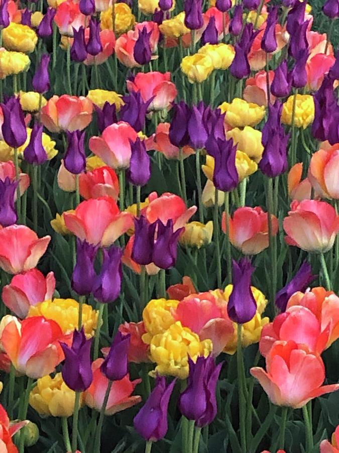 Tulip Festival in Pella Photograph by Kim Friedrich Pixels