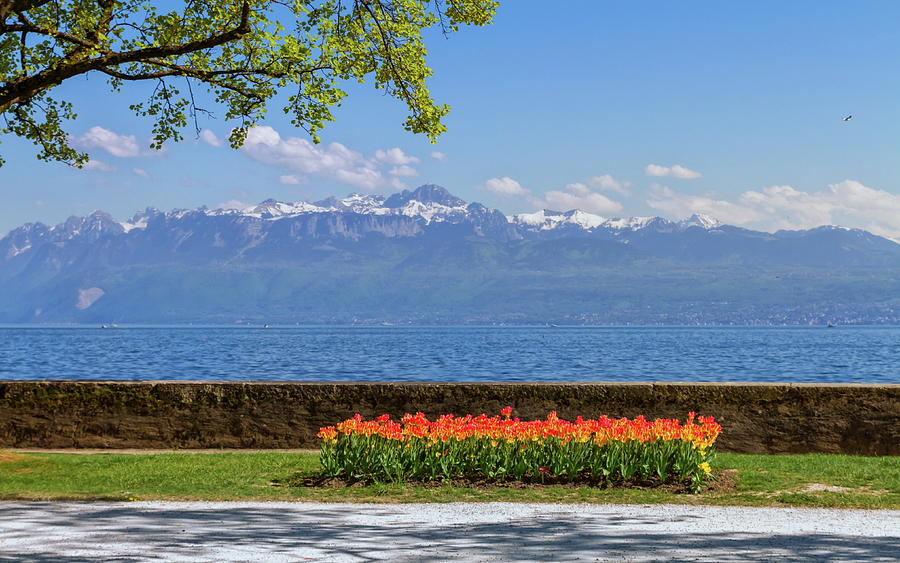 Tulip festival in spring by day, Morges, Switzerland Photograph by Elenarts - Elena Duvernay photo