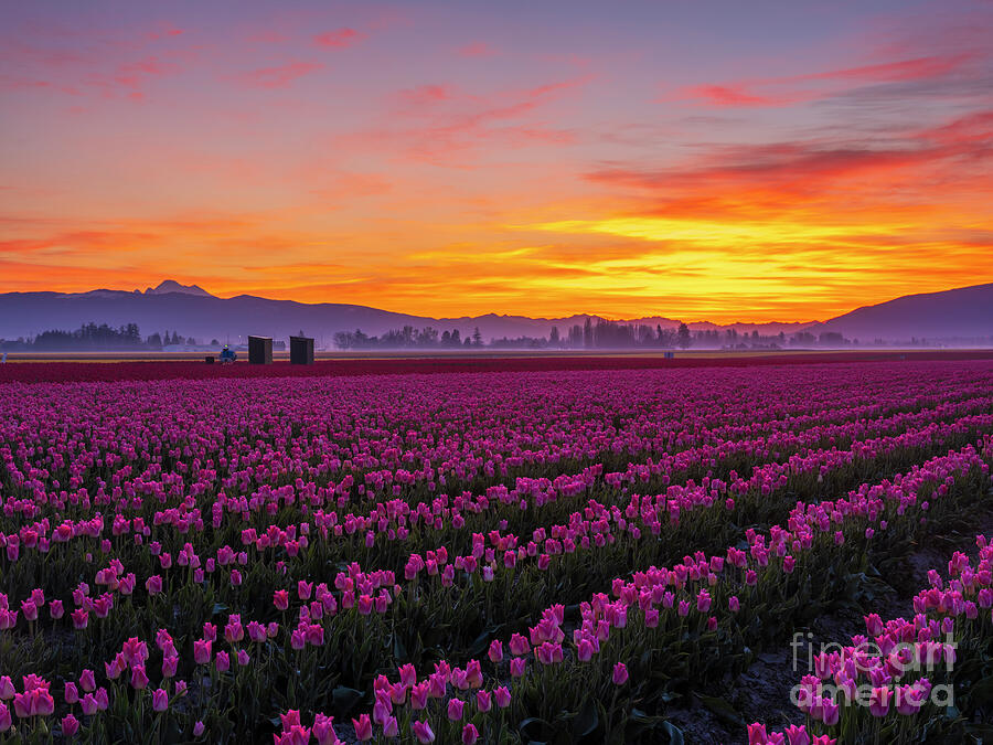Tulip Festival Sunrise Colors Photograph