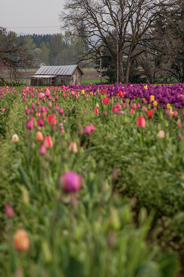 Tulip Field Photograph by Craig Pifer Fine Art America