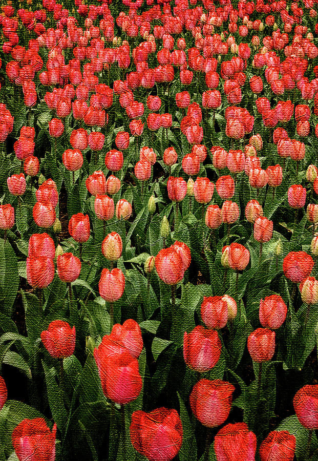 Tulip Field Digital Art by David Hardin | Fine Art America