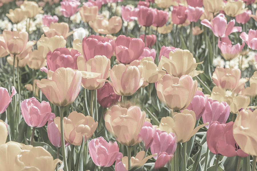 Tulip Field Desaturated Photograph by Patti Deters