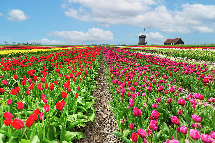 Tulip field Photograph by Francesco Riccardo Iacomino Tulip field Photograph by Francesco Riccardo Iacomino