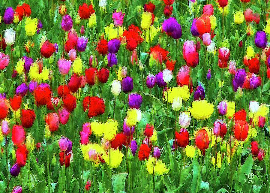 Tulip Field Impression 2 Digital Art by Gary Olsen-Hasek