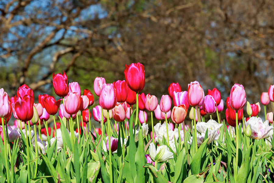 Tulip field in Texas Photograph by David Ilzhoefer - Fine Art America