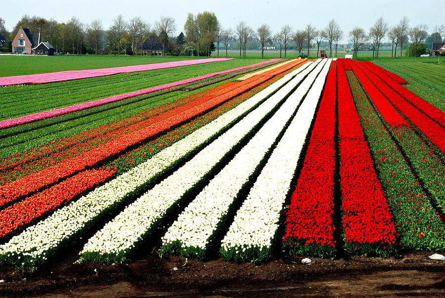 Tulip field in the Beemster Photograph by Juergen Hess - Fine Art America