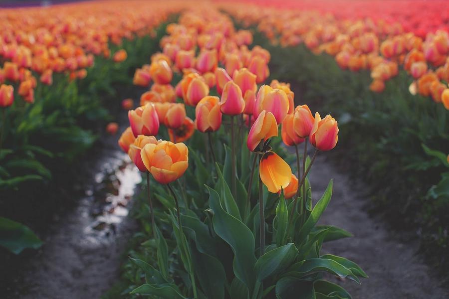 Tulip Field Digital Art by Lauren LaPlante | Fine Art America