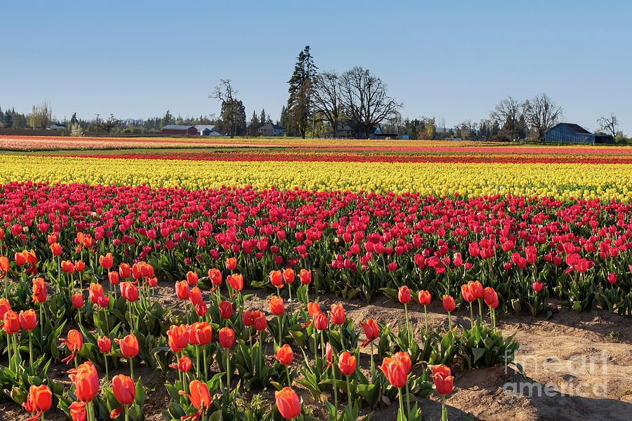 Tulip Field Photograph by Louise Magno