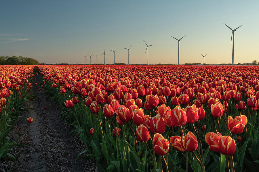 Tulip field of the Netherlands at sunset Photograph by Anges Van der Logt