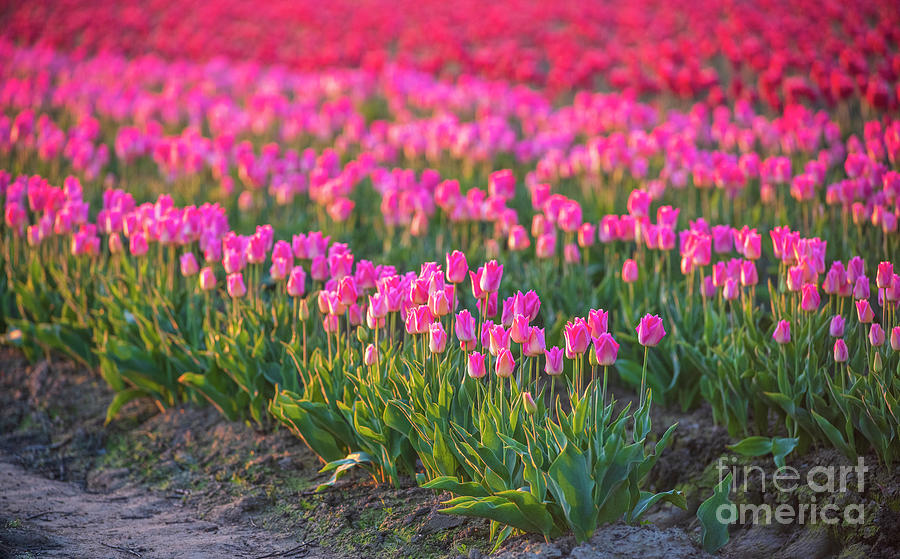 Tulip Field Rows Of Pink And Red Photograph