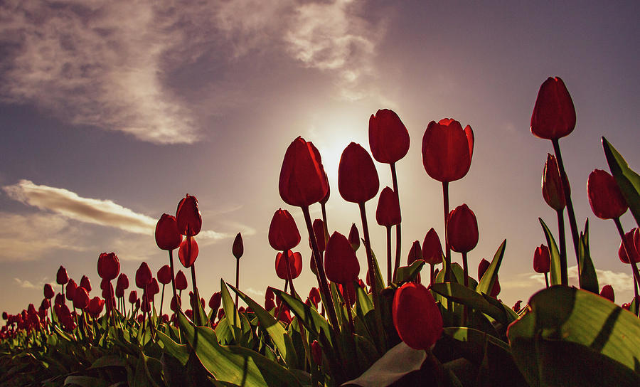 Tulip Field Sunset Photograph By Janine Harles Fine Art America