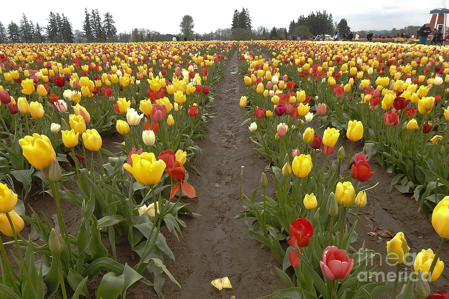 Tulip Fields - 2 Photograph by Scott Cameron