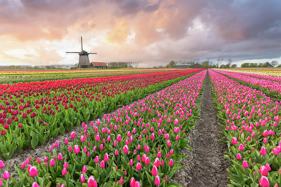 Tulip Fields and Windmill at Sunset Photograph by Francesco Riccardo Iacomino