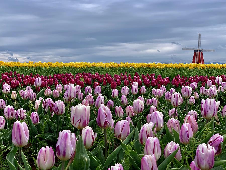 Tulip Fields Photograph by Brian Eberly
