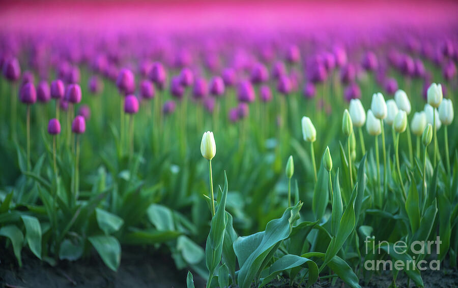 Tulip Fields Standout White Tulips Photograph