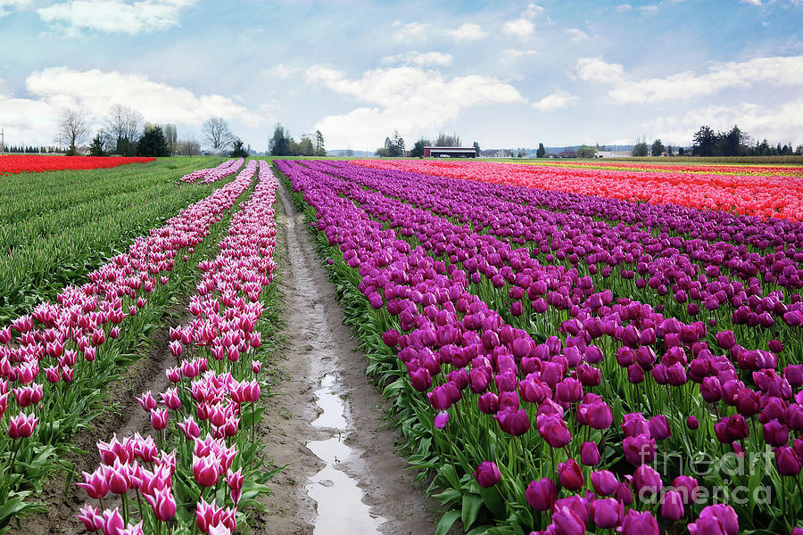 Tulip Fields Photograph