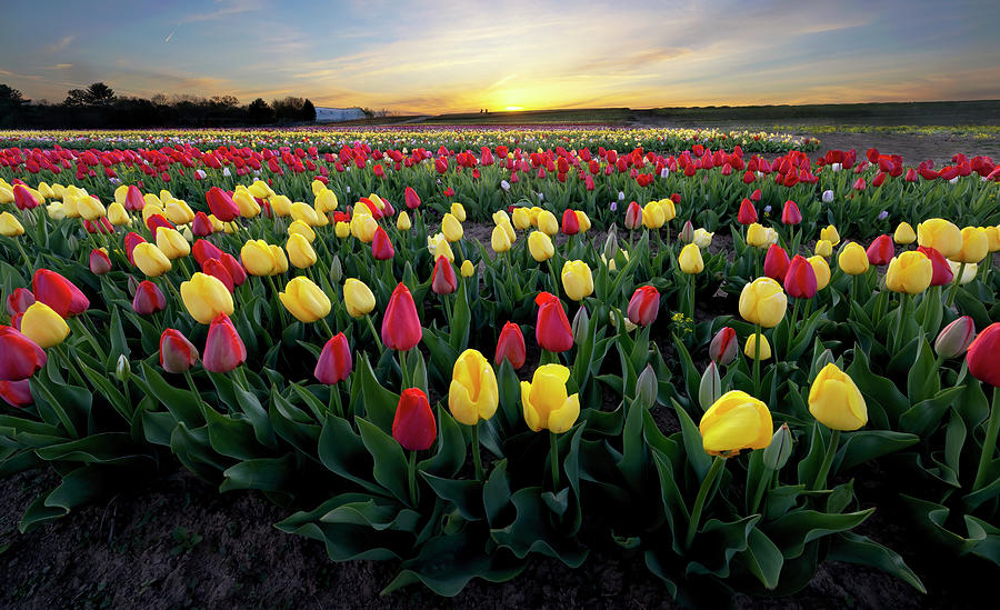 Tulip Field Sunset Photograph by Art Cole