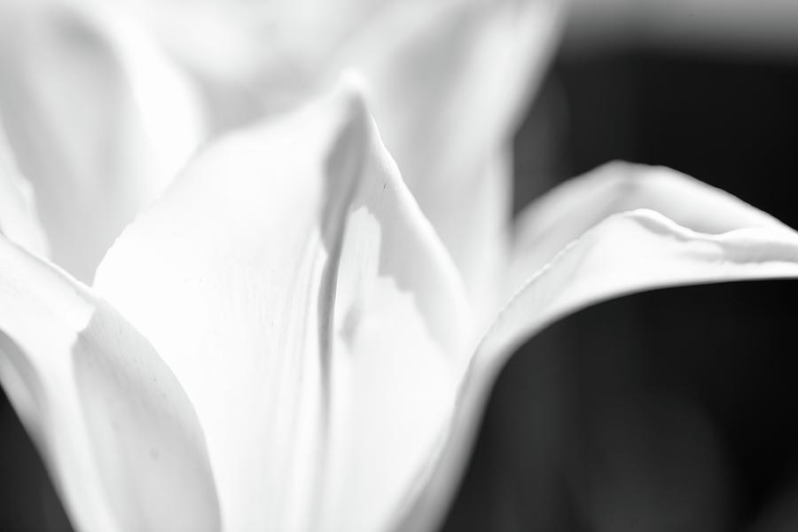 Tulip fingers Photograph by Siyano Prach