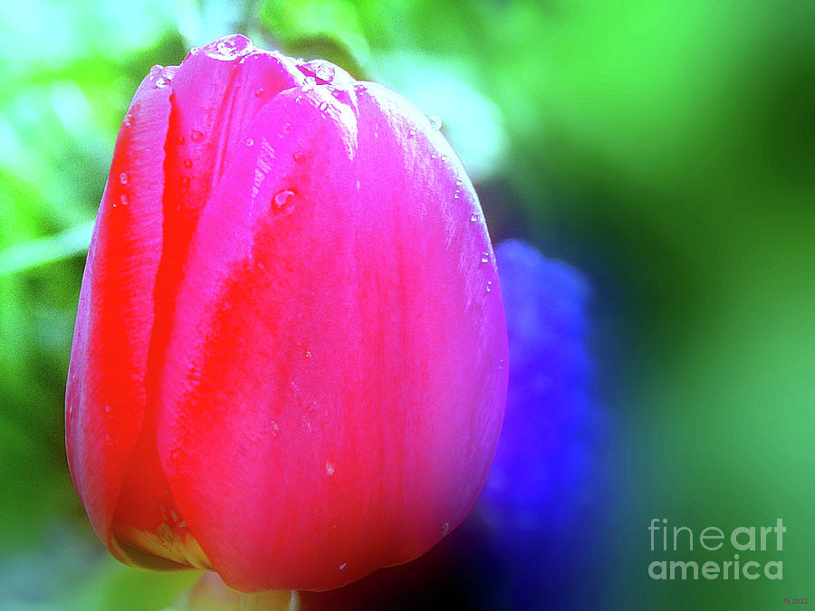 Tulip Photograph - Tulip Flower  by Daniel Janda