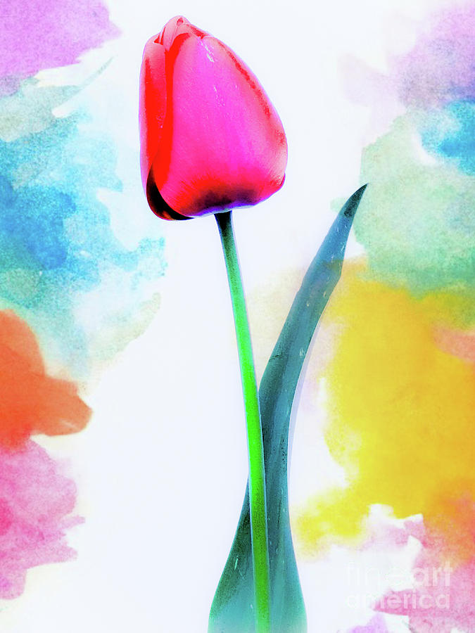 Still Life Mixed Media - Tulip Flower in Color  by Daniel Janda