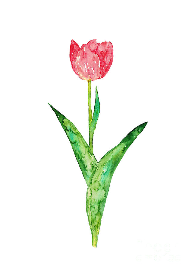 Tulip flower Painting Red Green Abstract Leaf Watercolor Painting by ...