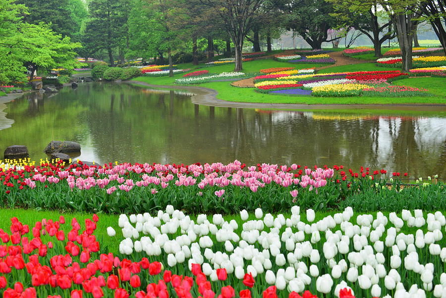 Tulip Flowers at Showa Commemorative National Governmaent Park Photograph by Magicflute002
