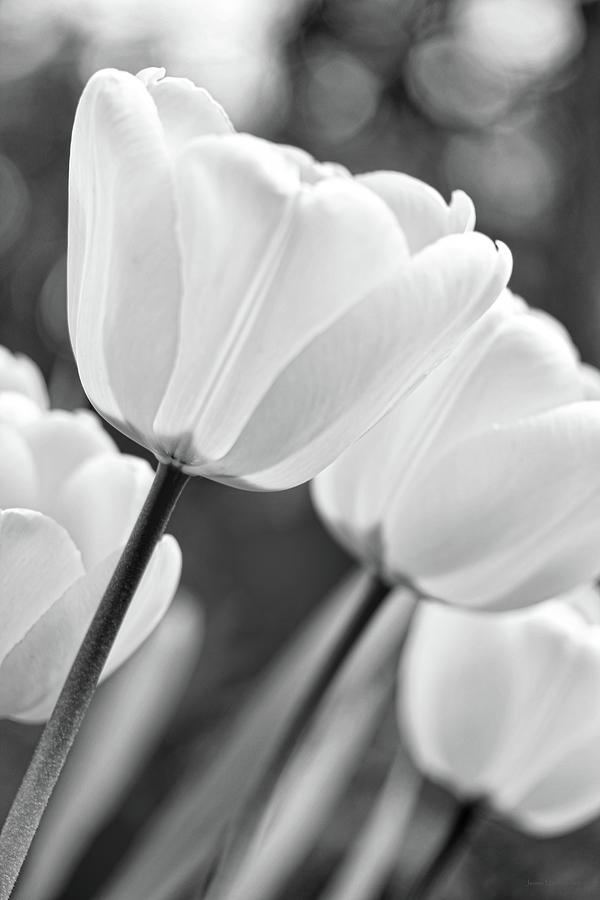 Tulip Flowers Garden Black and White Photograph by Jennie Marie Schell