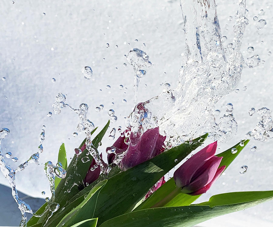 Tulip Flowers On Snow Background With Water Splash Photograph