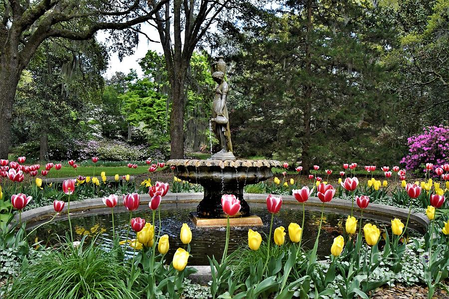 Tulip Fountain Photograph by Julie Adair