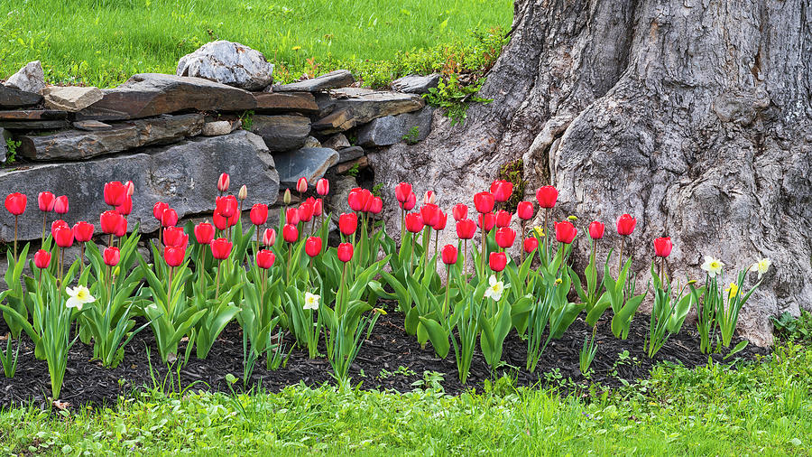 Tulip Garden Photograph by Alan L Graham