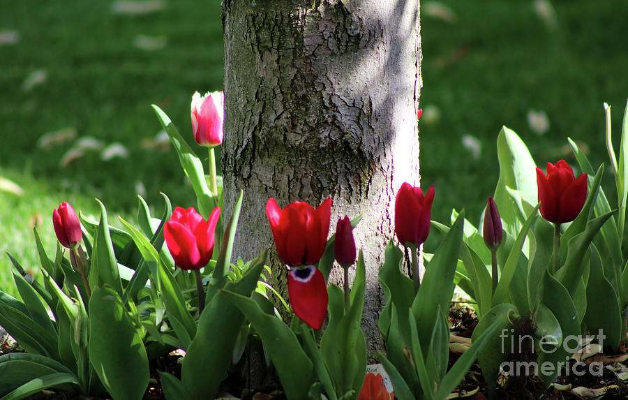 Tulip Garden Photograph by Ash Nirale