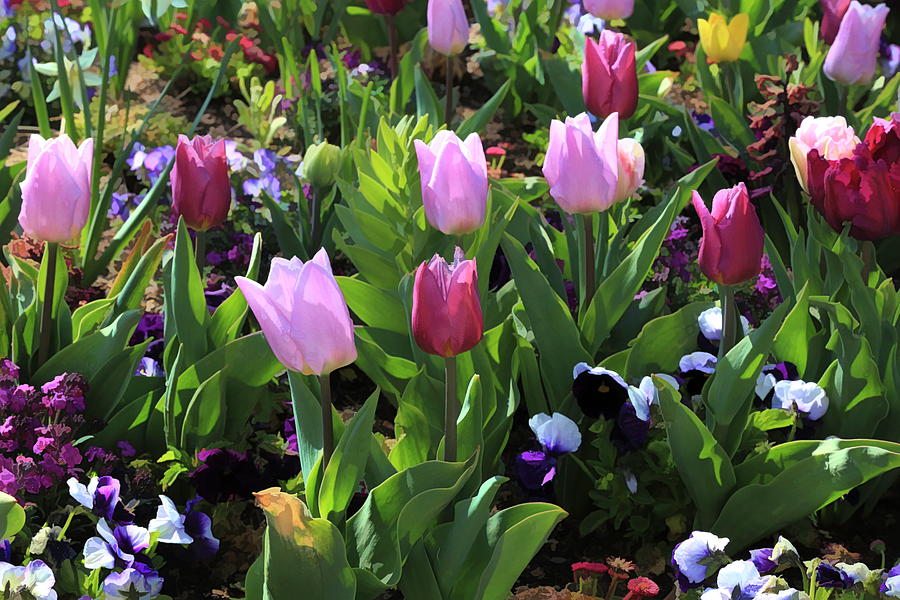 Tulip Photograph - Tulip Garden by Donna Kennedy