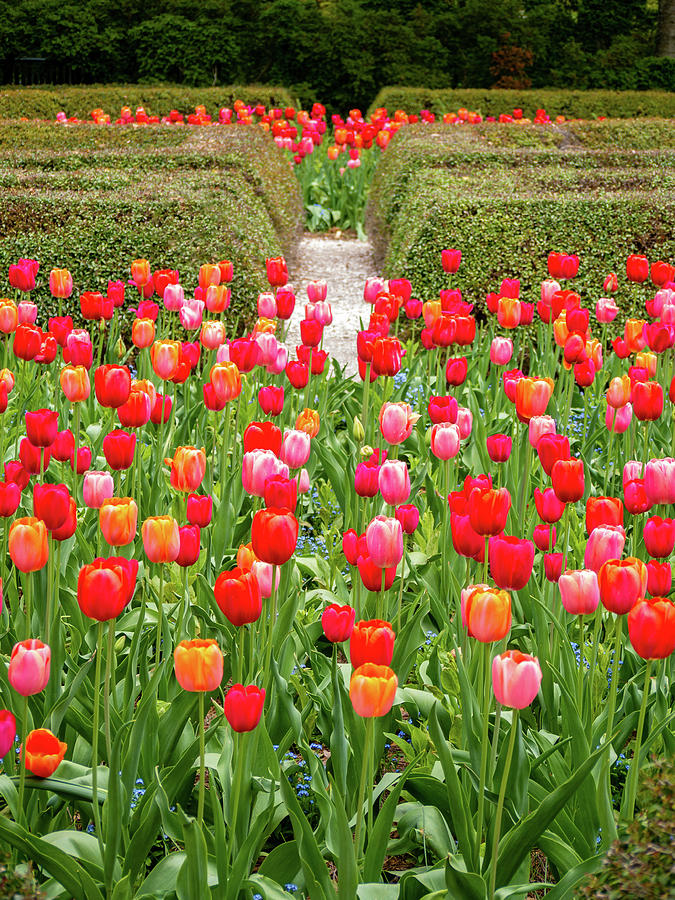 Tulip Garden in Williamsburg Photograph by Rachel Morrison
