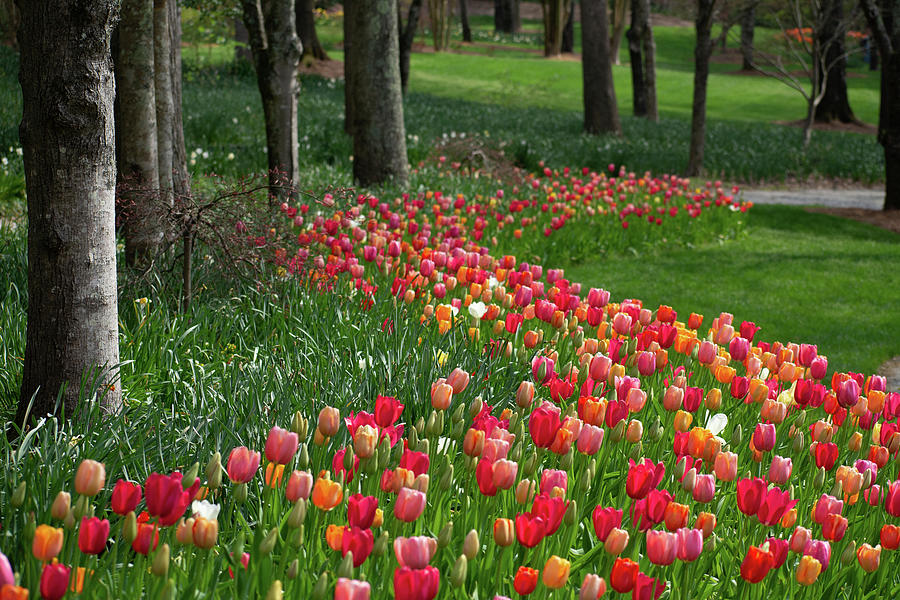 Tulip Garden Landscape Photograph by Mary Ann Artz