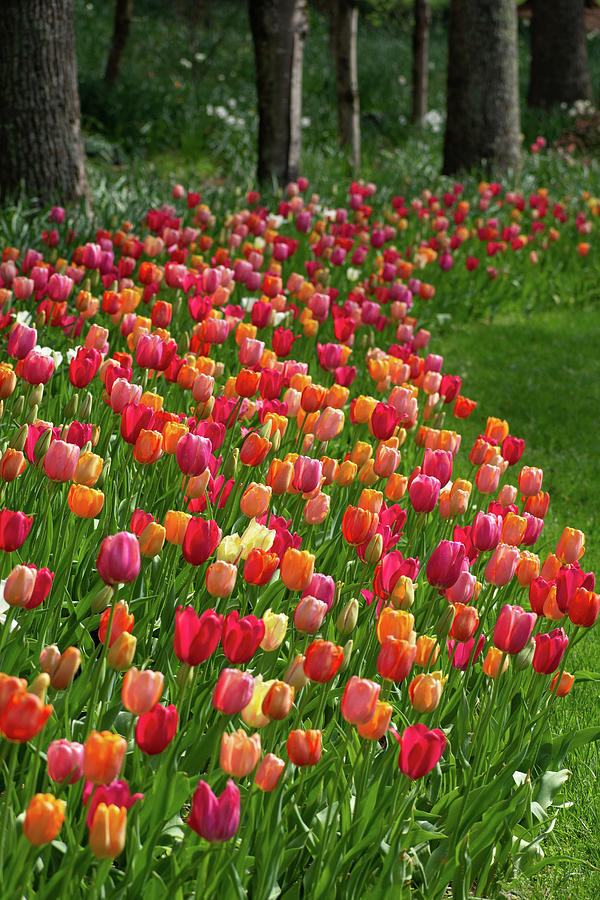 Tulip Garden Photograph by Mary Ann Artz