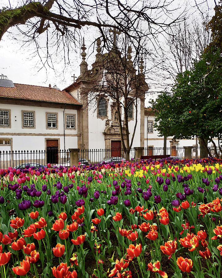 Tulip Garden Of Porto Park Portugal Red Yellow And Purple Tulips  Digital Art by Irina Sztukowski