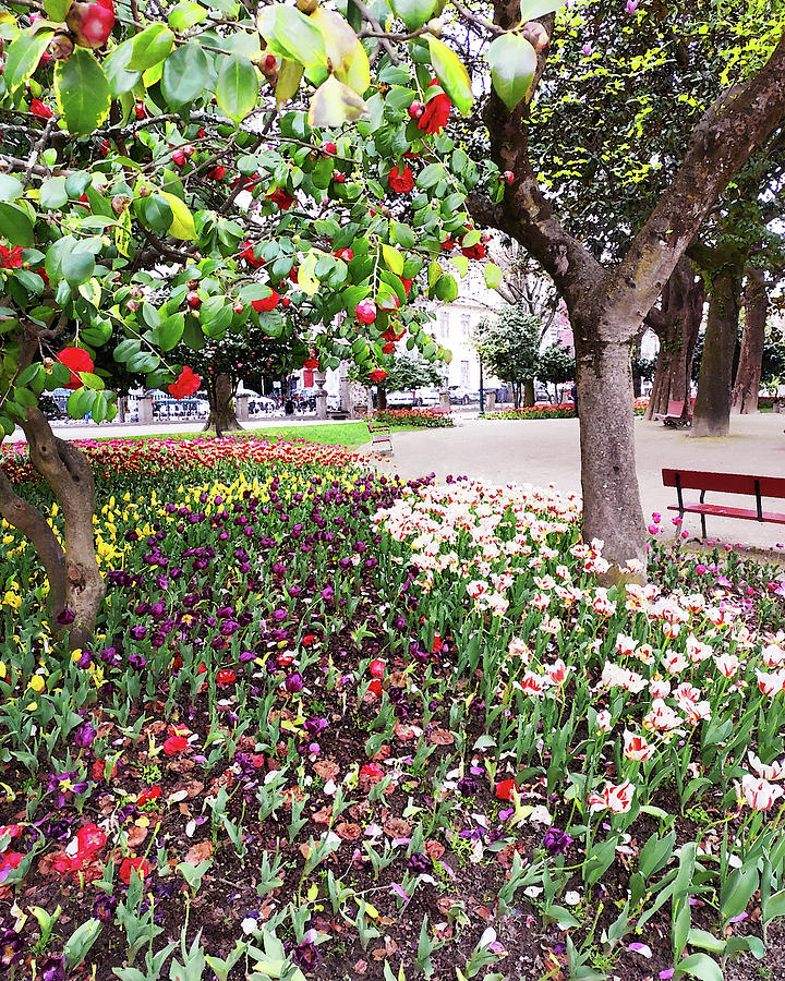 Tulip Garden With Camellia Trees Porto Portugal Digital Art by Irina Sztukowski
