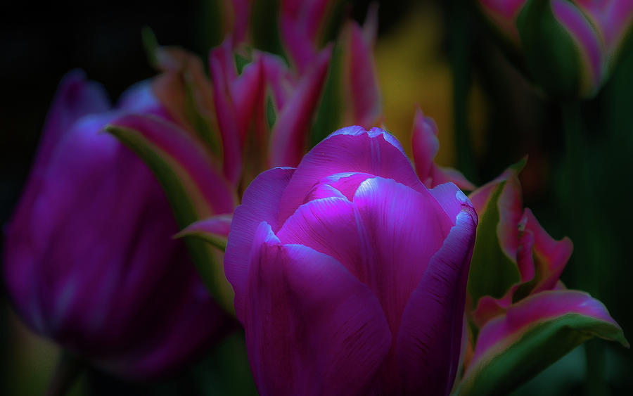 Tulip Glow  Photograph by Emerita Wheeling
