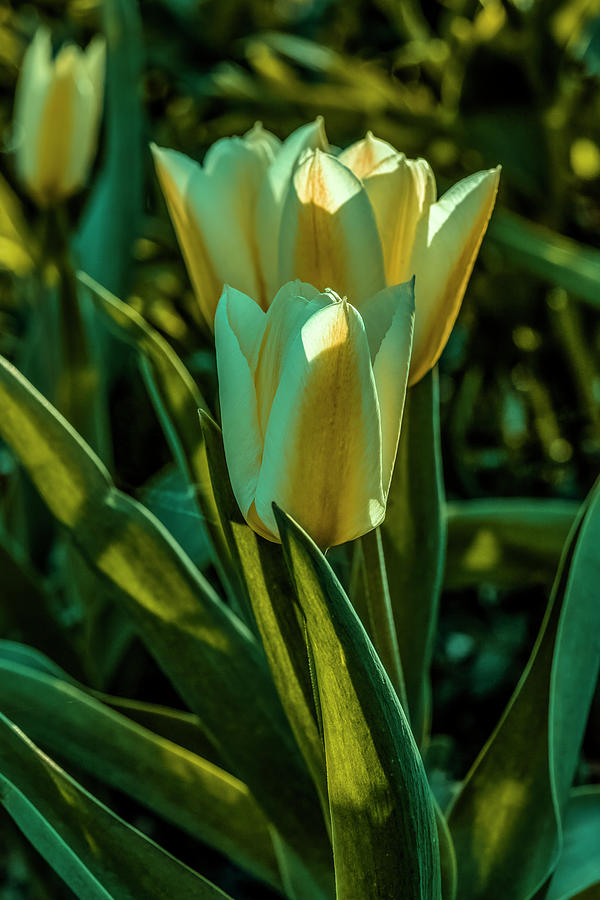 Tulip glow #j7 Photograph by Leif Sohlman