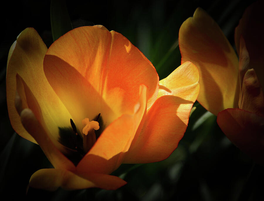 Tulip Glow - Photograph by Julie Weber