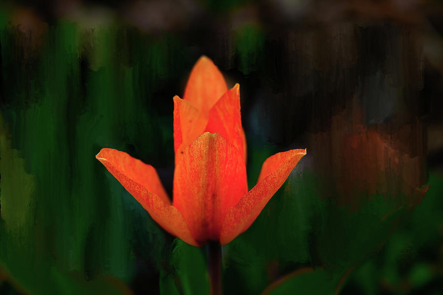 Tulip glow #k0 Mixed Media by Leif Sohlman