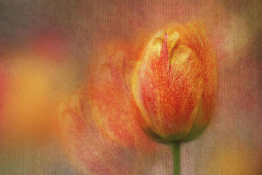 Tulip Glow Digital Art by Terry Davis