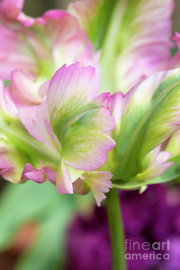Parrot Tulip Green Wave Flower Abstract Photograph by Tim Gainey