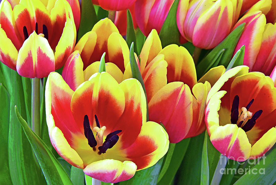 Tulip Grouping  In Red Yellow And Green Photograph