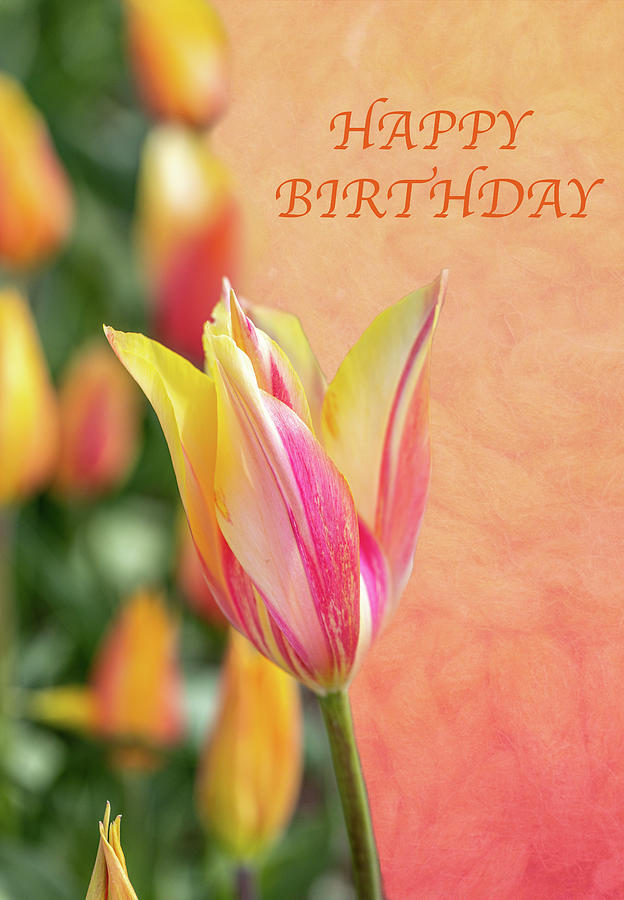 Tulip Happy Birthday Photograph By Lorraine Baum Pixels