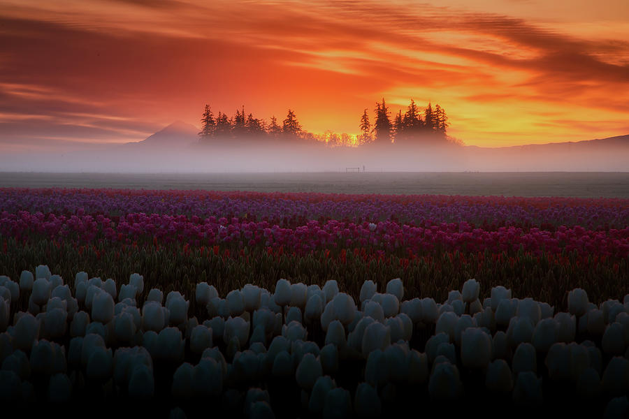 Tulip Heaven Photograph by Vincent James