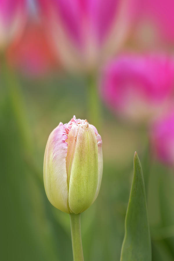 Tulip Holdout Photograph by Susan Candelario