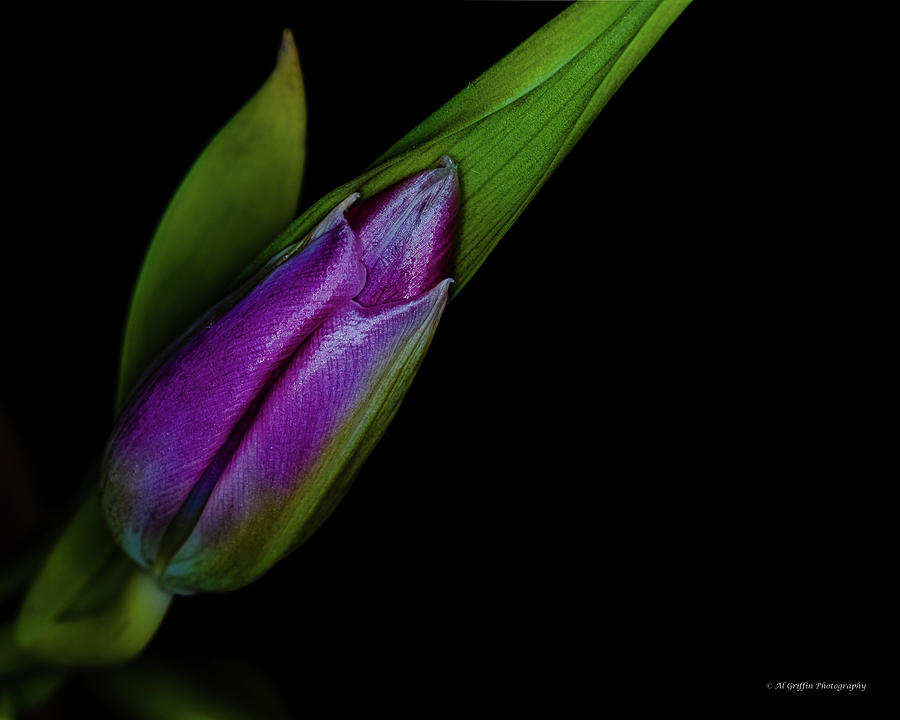 Tulip I Photograph by Al Griffin