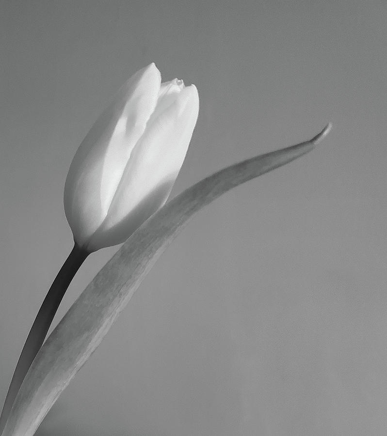 Tulip II Black and White Photograph by Joan Han